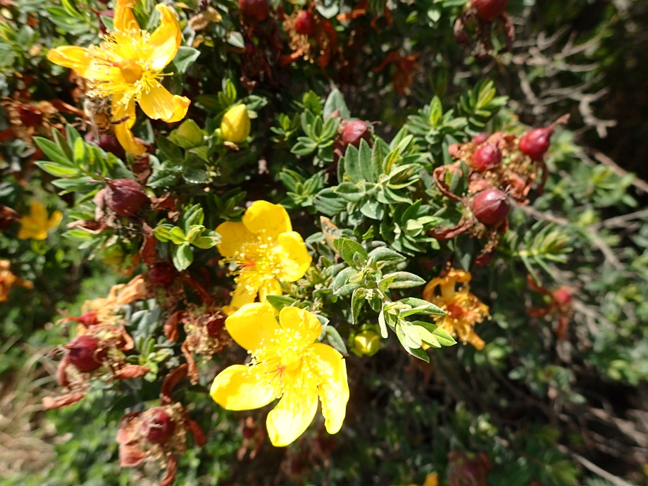 Hypericaceae Hypericum revolutum