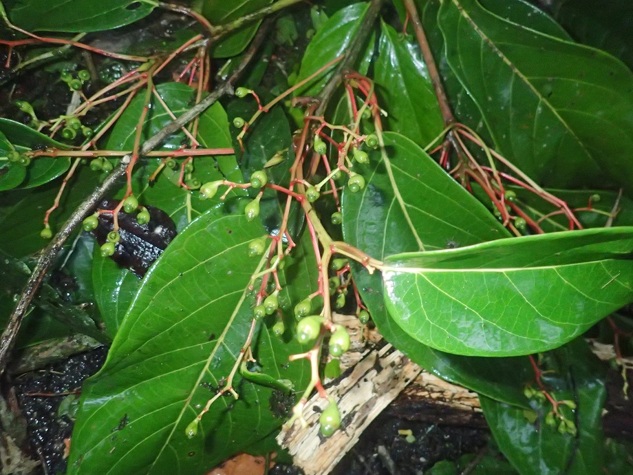 Lauraceae Cinnamomum chavarrianum