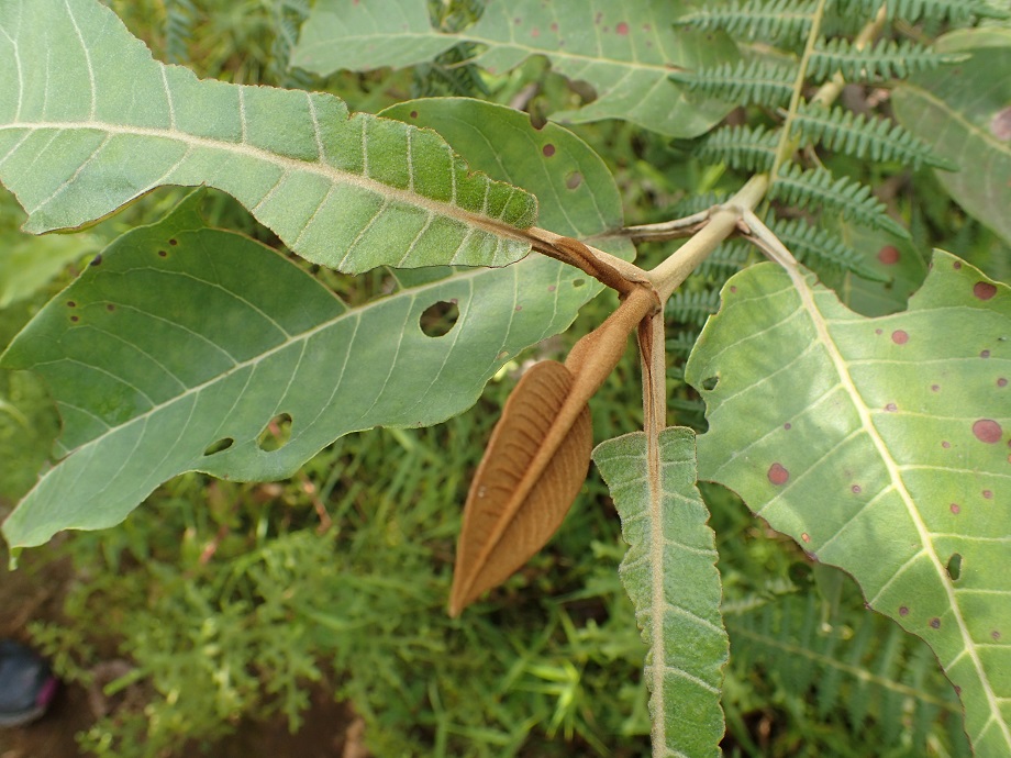Hypericaceae Harungana madagascariensis
