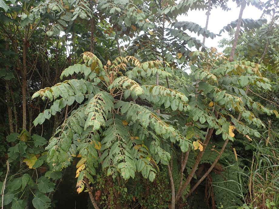Araliaceae Polyscias fulva