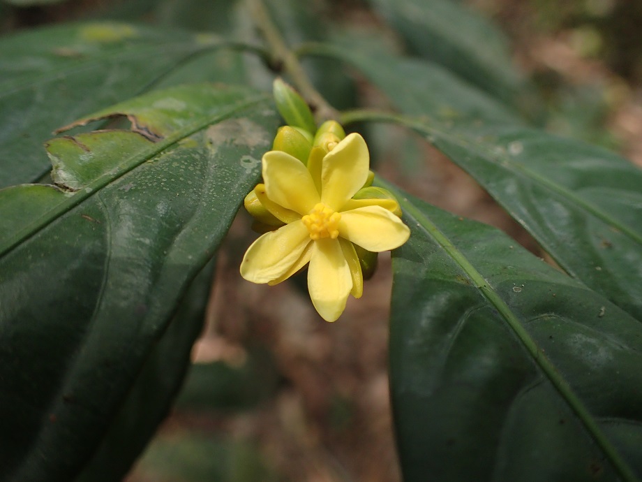 Ochnaceae Campylospermum flavum