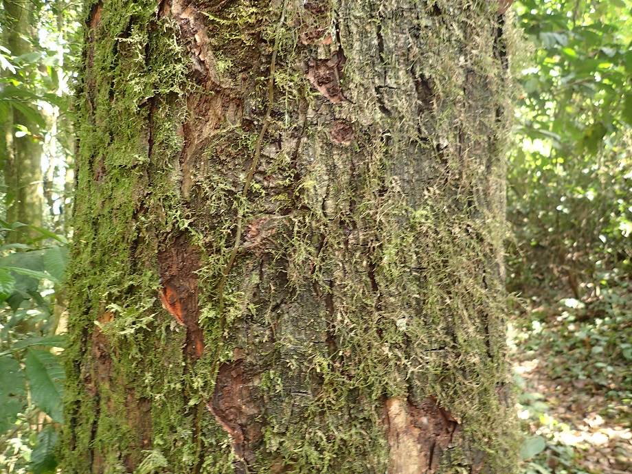 Rosaceae Prunus africana