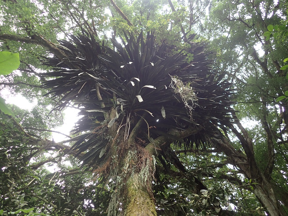 Asparagaceae Dracaena arborea