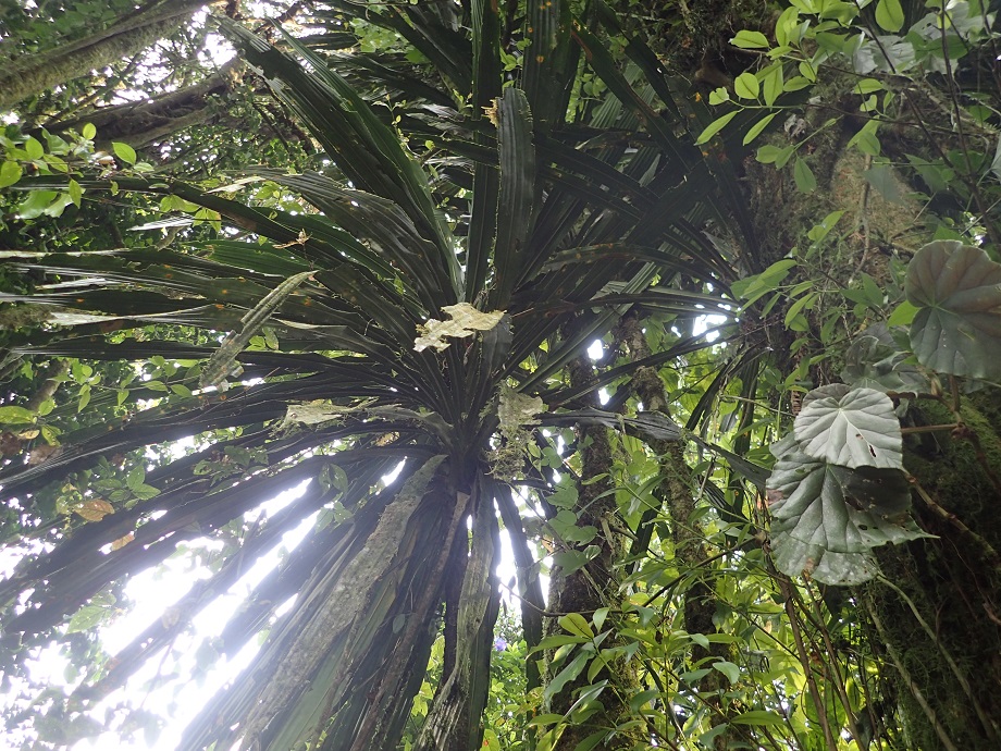 Asparagaceae Dracaena arborea