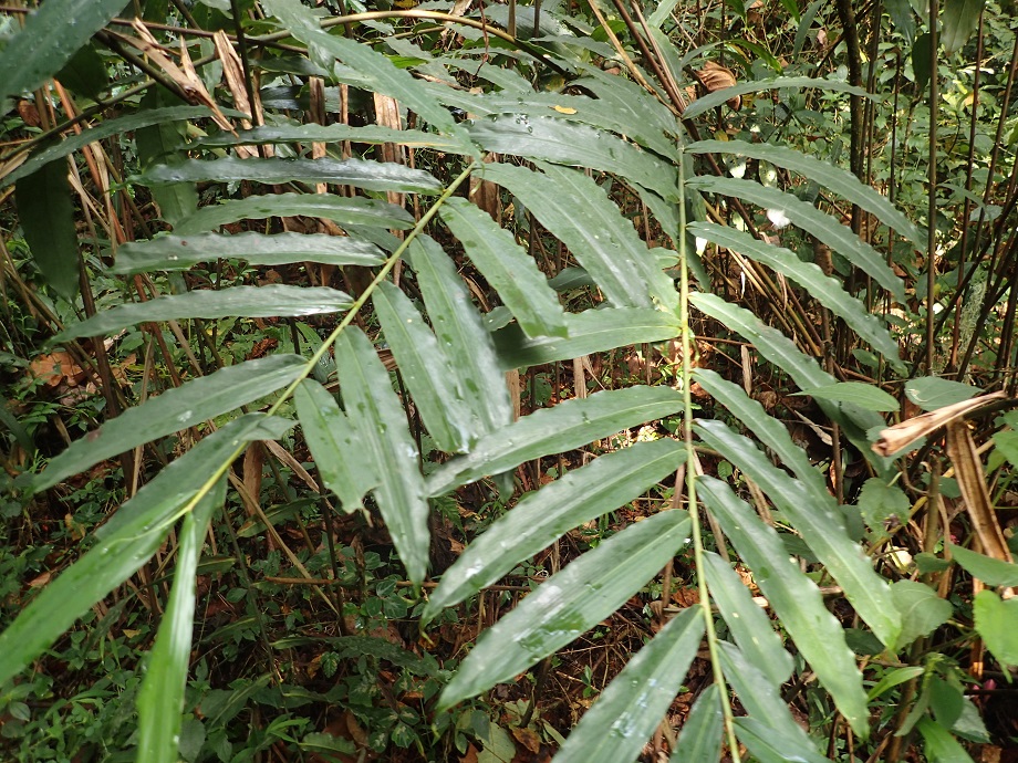 Zingiberaceae Aframomum 