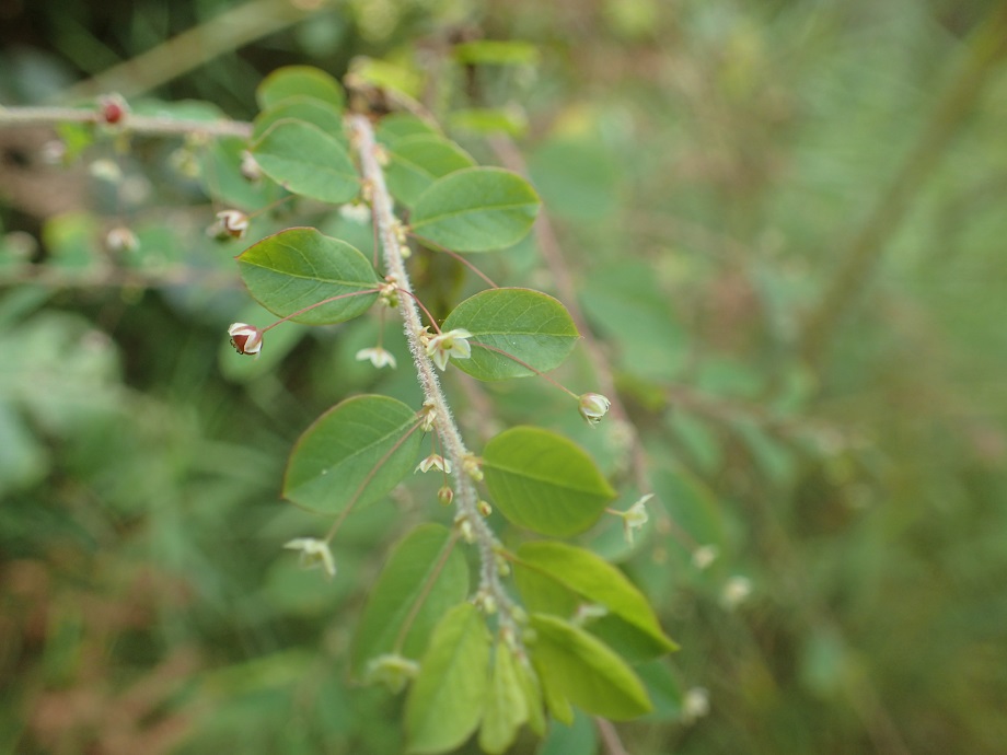 Phyllanthaceae Phyllanthus nummulariifolius
