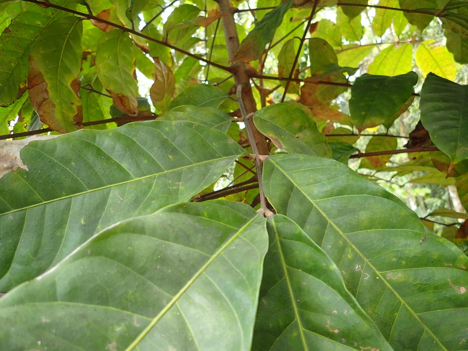 Meliaceae Carapa procera
