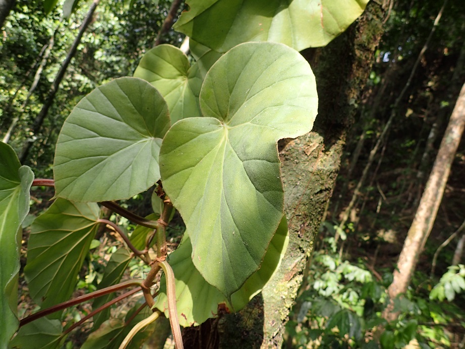 Begoniaceae Begonia 