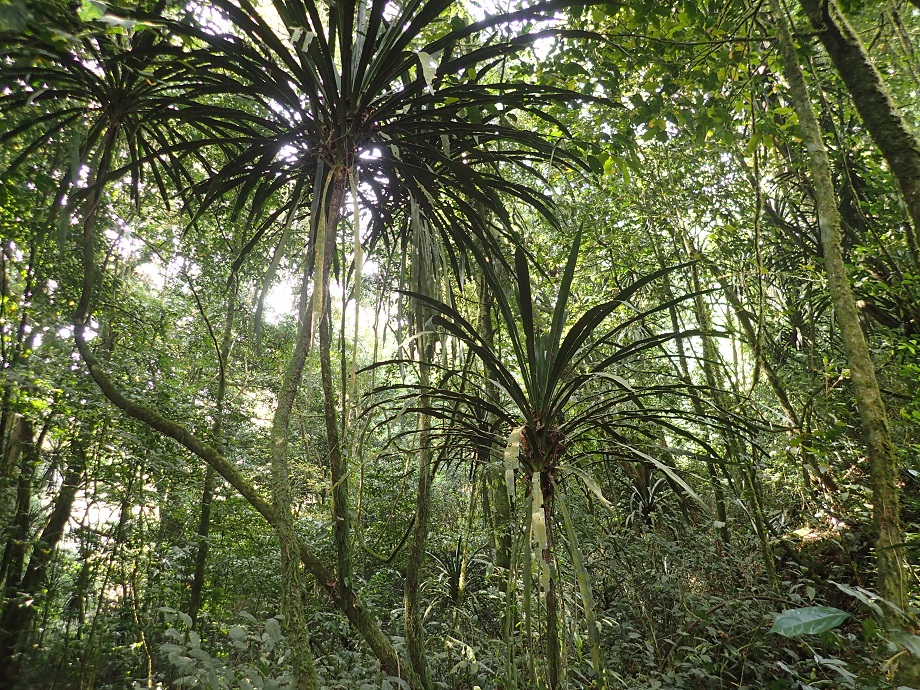 Asparagaceae Dracaena arborea