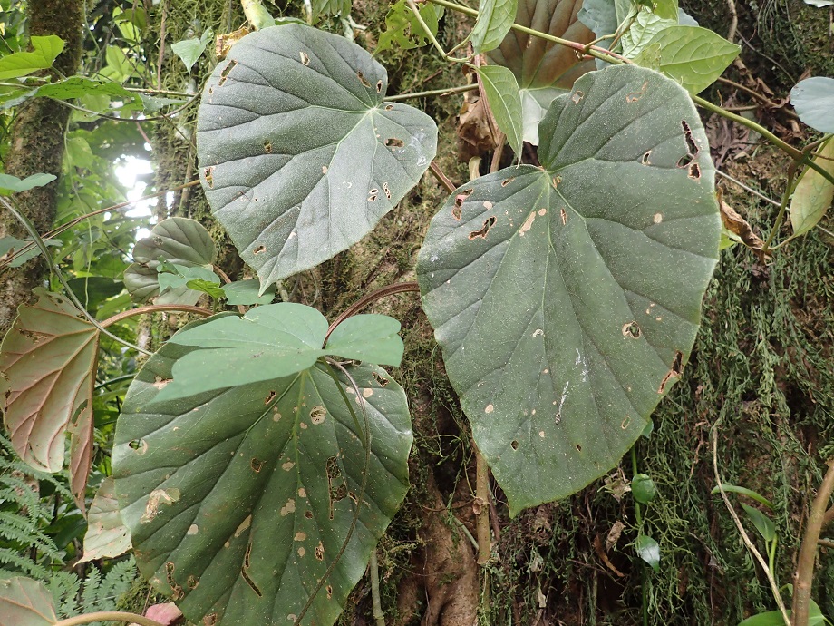 Begoniaceae Begonia 
