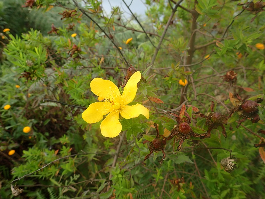 Hypericaceae Hypericum revolutum
