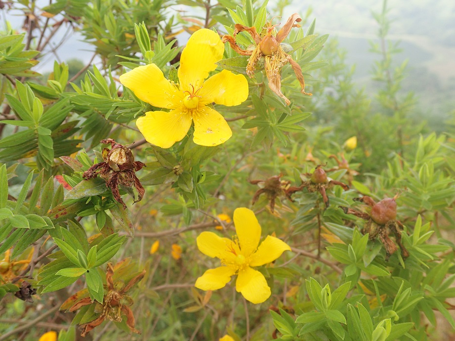 Hypericaceae Hypericum revolutum