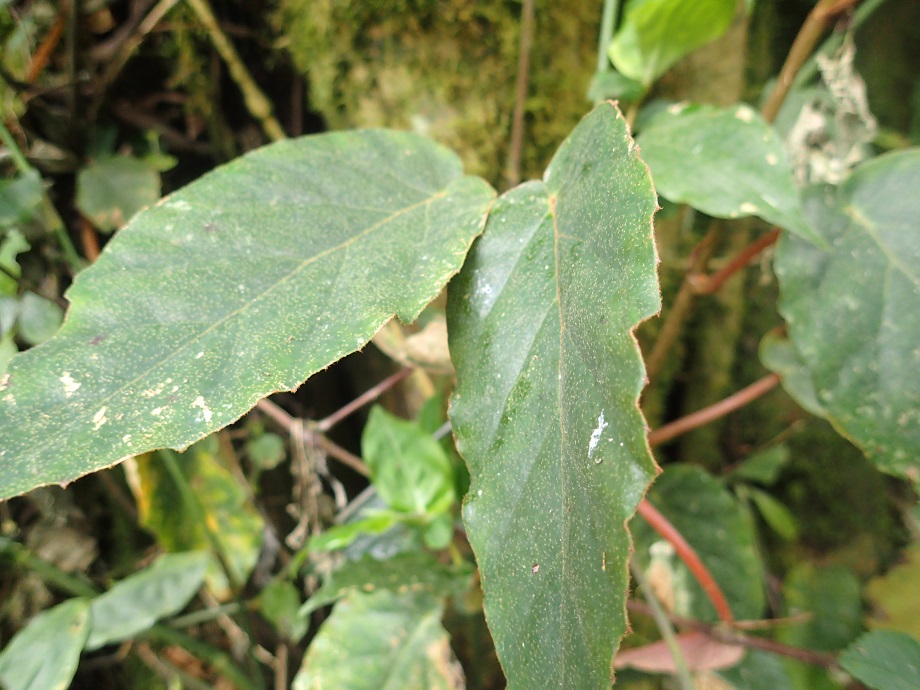 Begoniaceae Begonia 