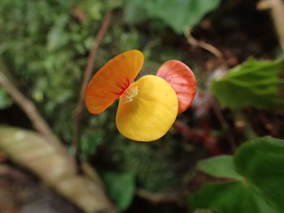 Begoniaceae Begonia 