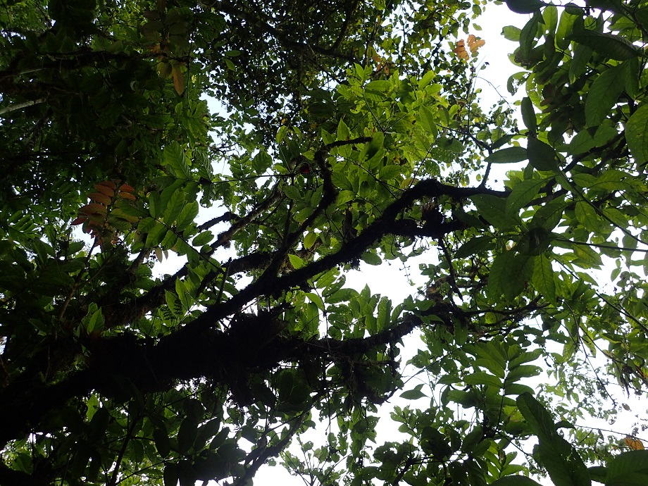Bignoniaceae Kigelia africana