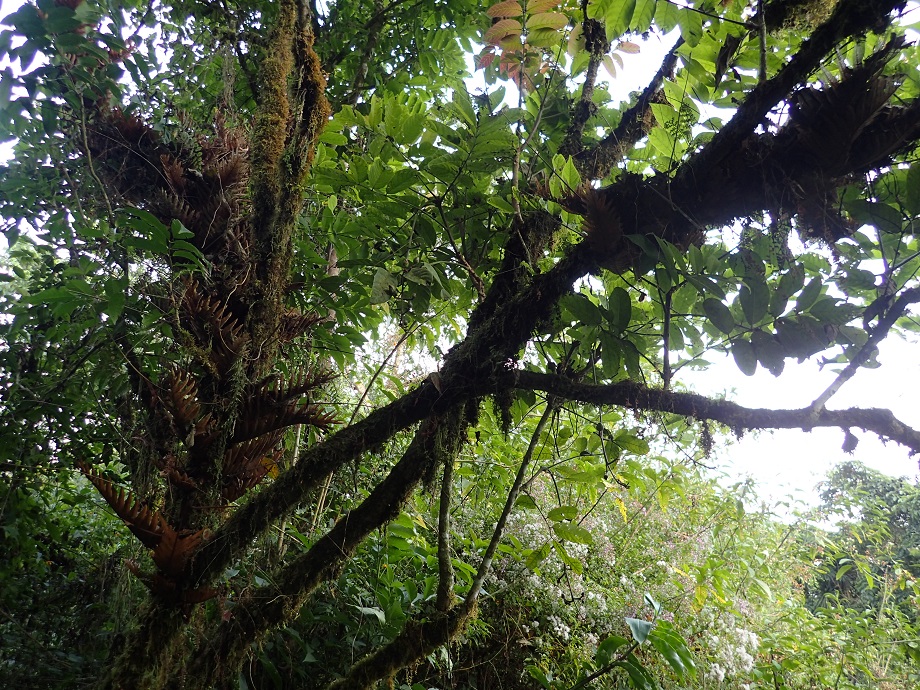 Bignoniaceae Kigelia africana