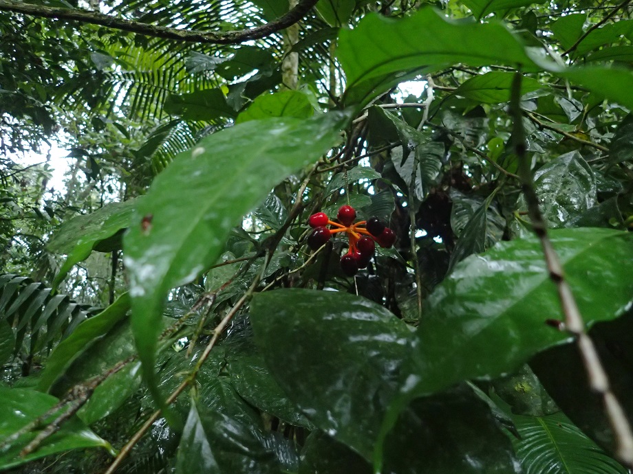 Annonaceae Desmopsis microcarpa