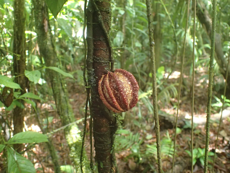 Kiggelariaceae Carpotroche platyptera