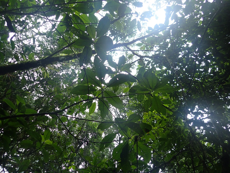 Clusiaceae Dystovomita paniculata
